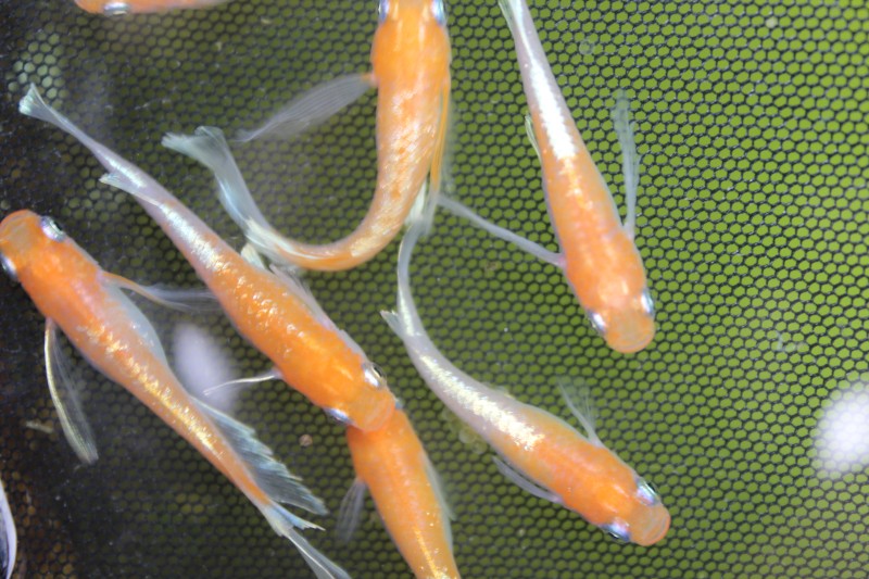 オレンジみゆきメダカ