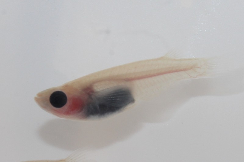 スケルトンパンダメダカ